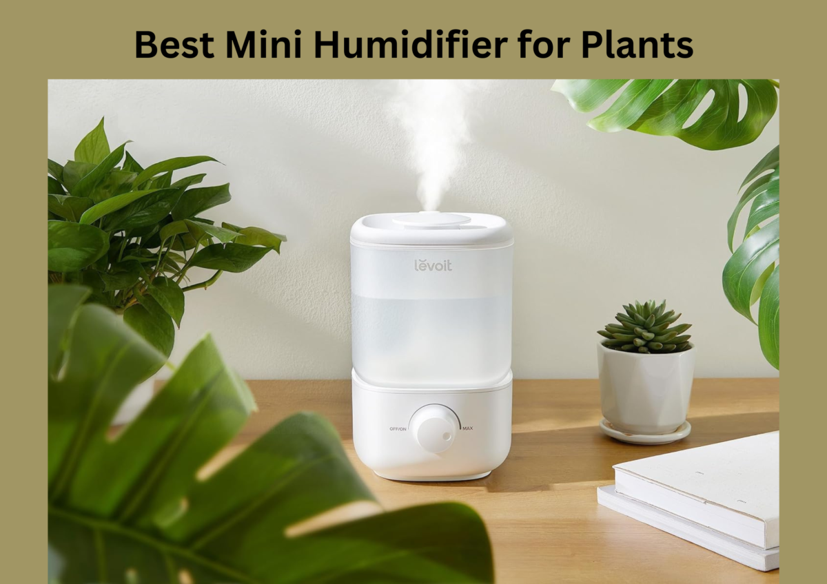 Best Mini Humidifier for Plants